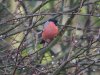 Bullfinch at Hockley Woods (Steve Arlow) (98175 bytes) Bullfinch at Hockley Woods (Steve Arlow) (98175 bytes)